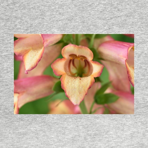 Digitalis x valinii Illumination Pink = 'Tmdgfp001' Foxglove Illumination Series by chrisburrows